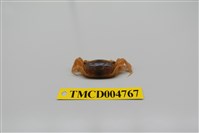 藏品(隆背大眼蟹)的圖片